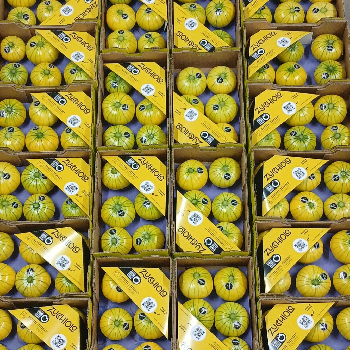 Zucchiolo!!! The yellow powers 🟡🥰🟡