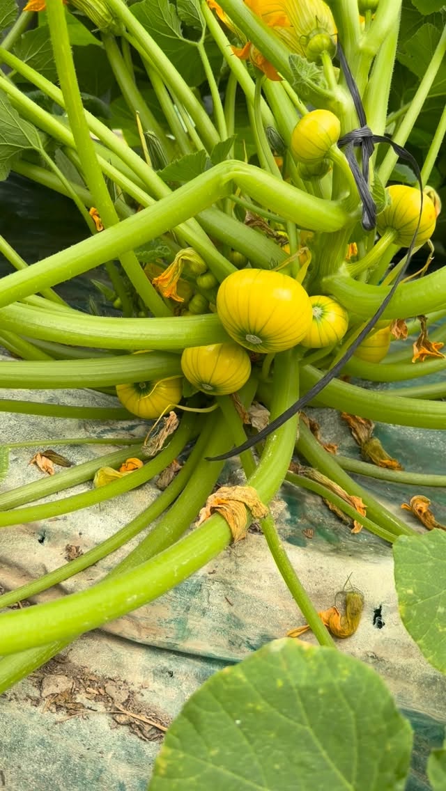 🟡🏭🟡How many kilograms does a #Zucchiolo plant produce?