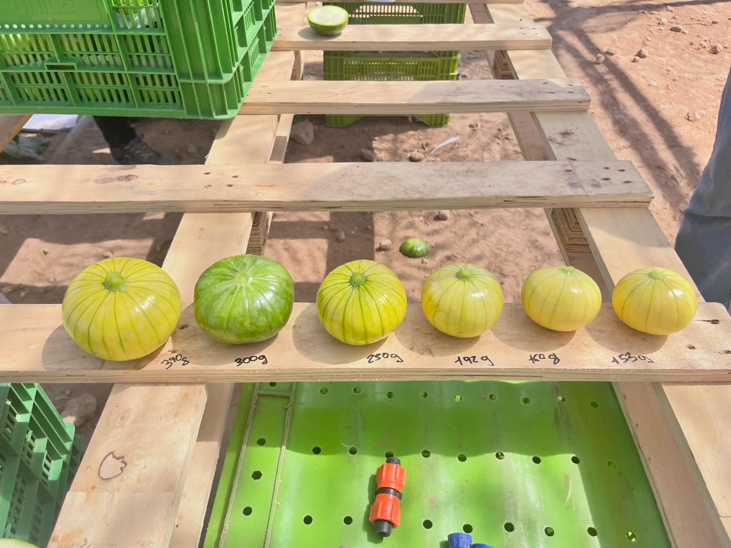 (en) #Zucchiolo production in the middle of summer under netting in #Granada, #Andalucia (Spain)… Excellent productive and phytosanitary performance…!!!👍🏻🥰👍🏻

(es) Producción de #Zucchiolos en pleno verano bajo malla en el inteyde #Granada, #Andalucia (España)… Excelente comportamiento productivo y fitosanitario…!!!👍🏻🥰👍🏻