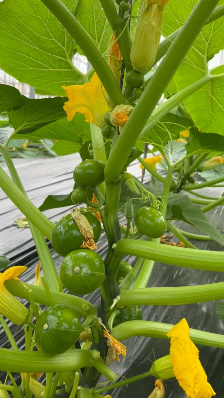 😍 Impressive amount of #zucchiolos , right?