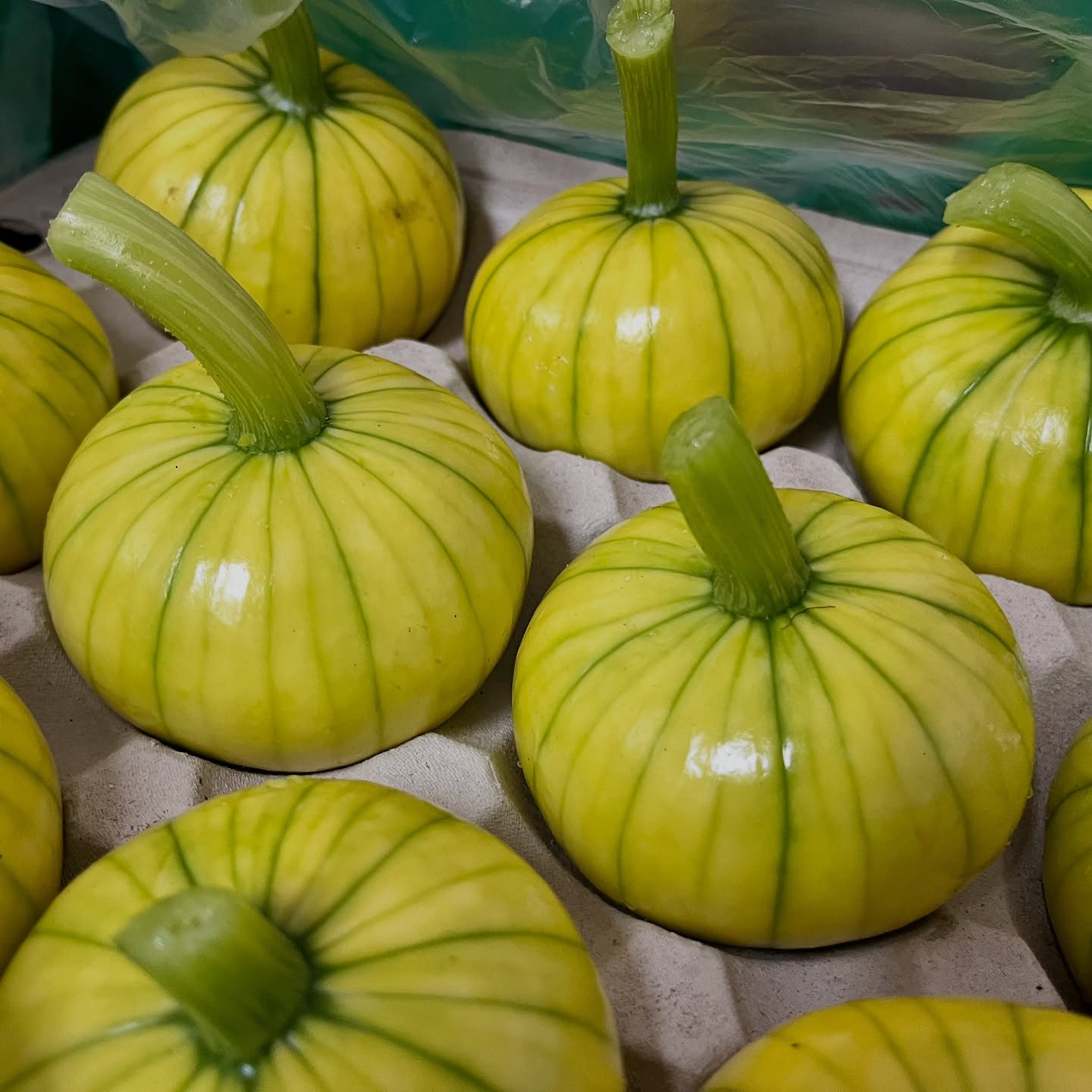 Sunny like a #Zucchiolo 🌞