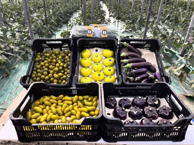 Espectacular mesa de innovación vegetal con #Zucchiolo a la cabeza, acompañado de berenjenas Bechoc, Velvettia, deListra, Tomates GABA+ y BINU o Yemas de Calabaza, todos productos de Singular Veggies.
@singularveggies @fundacion_cellbitec @beyond_seeds